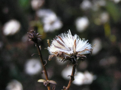 Aster-Dez-2.jpg