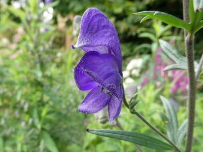 Newry Blue Einzelblüte.JPG