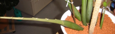 zamioculcas2.JPG