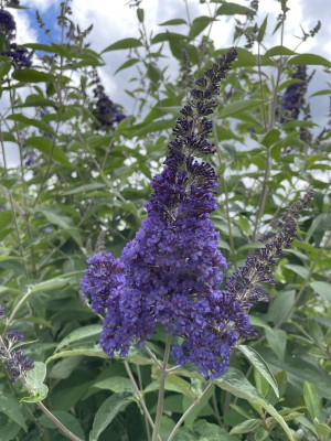 Buddleja Ellen's Blue Juli 2024.jpg