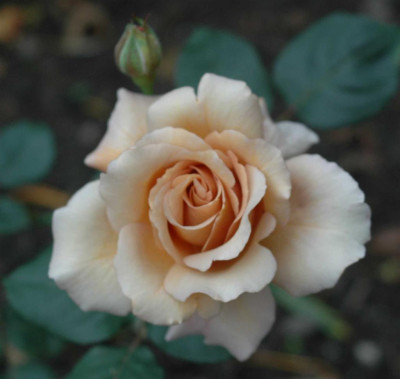 A6904b_Large.JPG