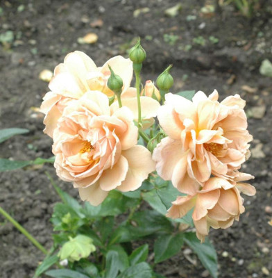 A6880b_Large.JPG