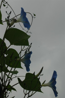 A6921_Large.JPG