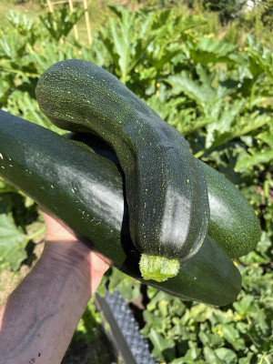 Zucchini 2.jpg