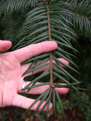 Torreya-californica-1.jpg