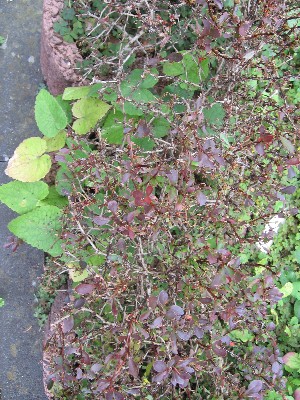Berberis_3.JPG