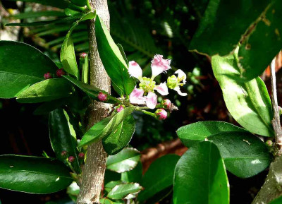 75_Malpighia-glabra.jpg