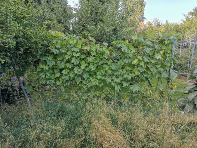 Preoprashenie 20240707.jpeg