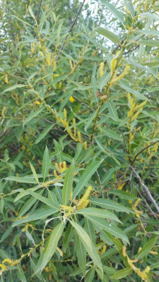 20240707_190528 Salix triandra 'Semperflorens'.jpg