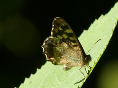 P1120577.JPG