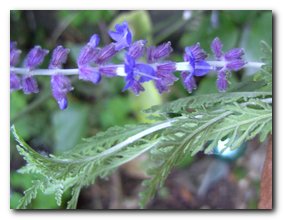 Blumen2oo8_00111.jpg