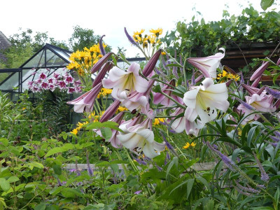 2024-07-08 Lilium 1.jpg