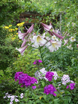 2024-07-08 Lilium 2.jpg