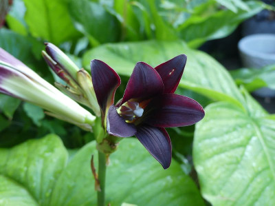 2024-07-04 Cardiocrinum cordatum 'Red Form' 1.jpg