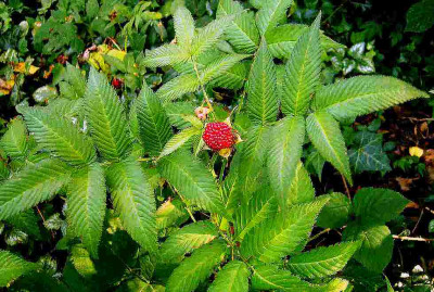 75_Rubus-illecebrosus.jpg