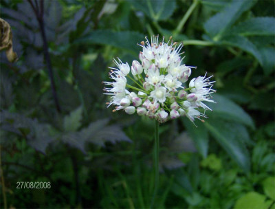 allium-suaveolens-280808.jpg