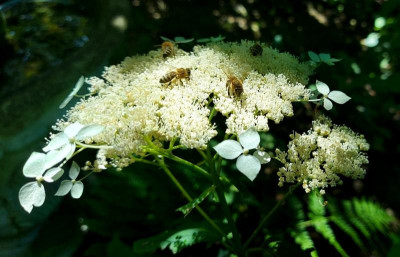 20240709_191320 Hydrangea arborescens.jpg