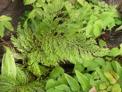 2024-07-03 Polystichum 'Green Lace'.jpg