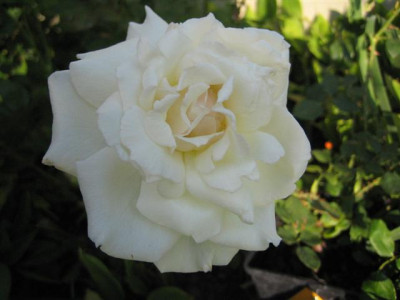 IMG_3743_Small.JPG