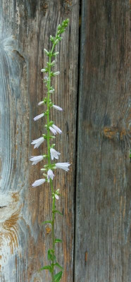 20240708_085315 Campanula bononiensis.jpg