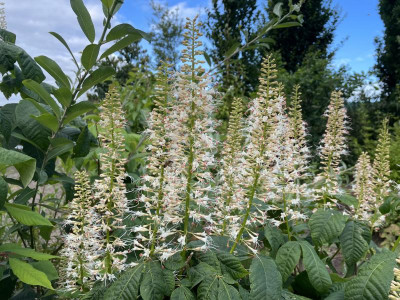 Aesculus parviflora Juli 2024.jpg