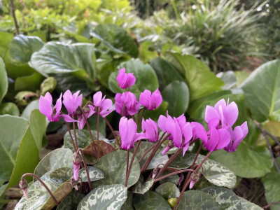Cyclamen purpurascens Juli 2024.jpg
