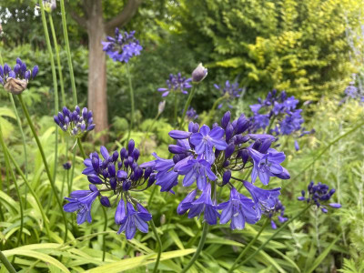 Agapanthus Headbourne Hybrids (Selection) Juli 2024.jpg