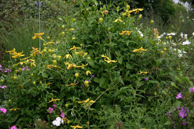 Cl.orientalis_xserr.Helios0308.jpg