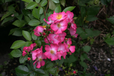 Rose_Juanita0108.jpg