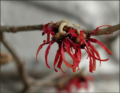 Hamamelis_Diana.JPG