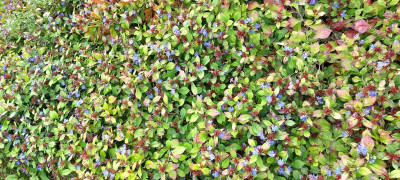Ceratostigma 9 23.jpg