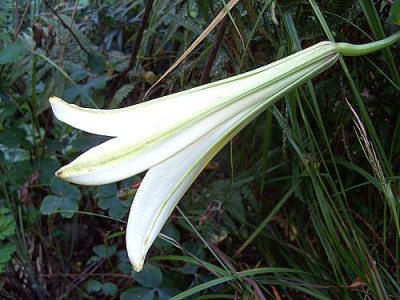 Lilium_unbekannt_1_fars_2008.jpg