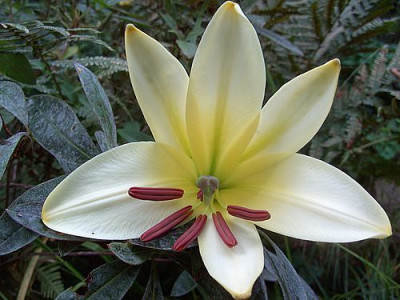 Lilium_unbekannt_2_fars_2008.jpg