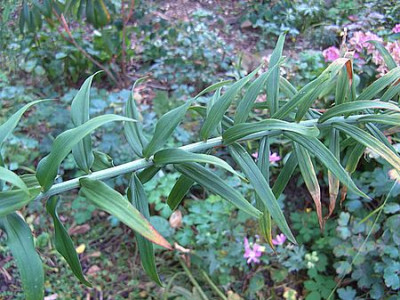 Lilium_unbekannt_3_fars_2008.jpg