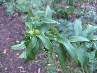 Lilium_unbekannt_4_fars_2008.jpg