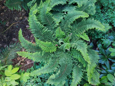 Polystichum Plumosum Densum gedreht.jpg