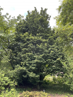 Acer palmatum Shishigashira Belmonte Juli 2024.jpg