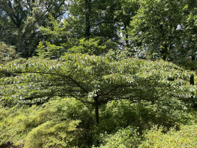 Sorbus caloneura Belmonte Juli 2024.jpg