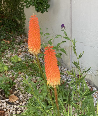 IMG_0551.jpeg
