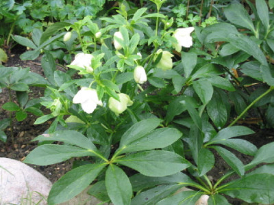Sommerblueten_Helleborus_Aug_08_A.jpg