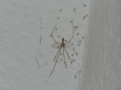 zitterspinne310808.jpg