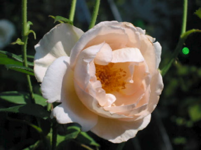The_Prioress_Aug_08_1.jpg