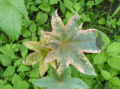 2024-07-12 Ricinus communis 'Variegata' 1.jpg