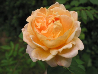 Queen_Nefertiti_Aug_08_1.jpg