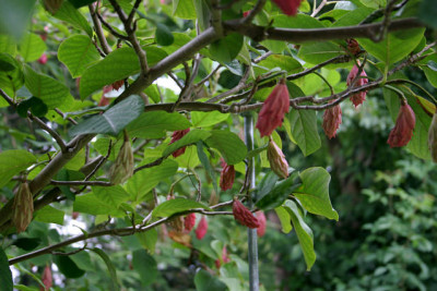Sommermagnolie1208.jpg