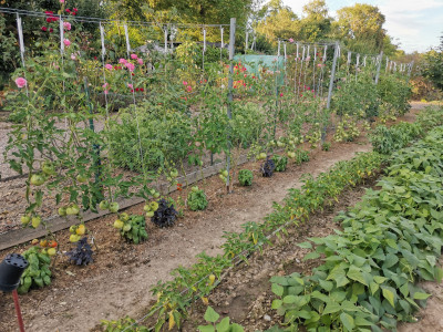 Tomaten Draht.jpeg