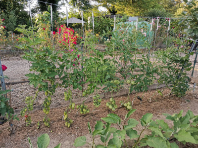 Tomaten Draht 1.jpeg