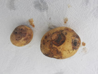 Kartoffeln_20240714.jpg