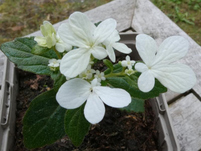Fertile Blüten.JPG