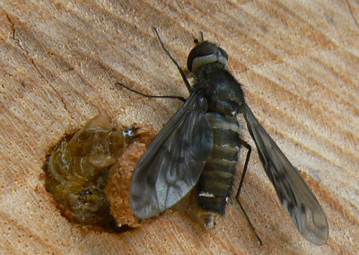 Bienenschmarotzer_1.jpg